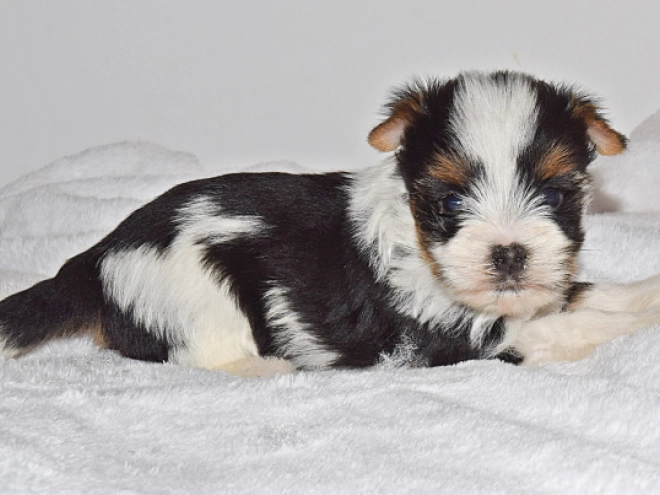 Biewer Yorkie puppy for sale