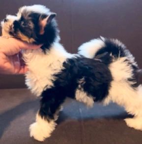 Perros Biewer Yorkie en venta