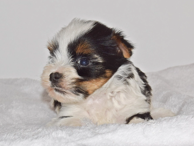 Biewer Yorkie puppy for sale