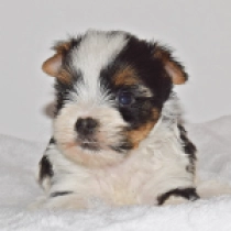 Perros Biewer Yorkie en venta