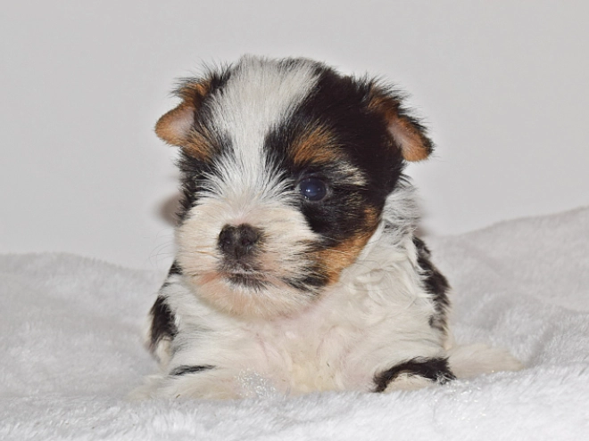 Biewer Yorkie puppy for sale