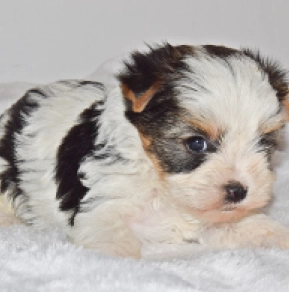Perros Biewer Yorkie en venta