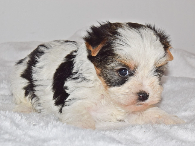 Perros Biewer Yorkie en venta