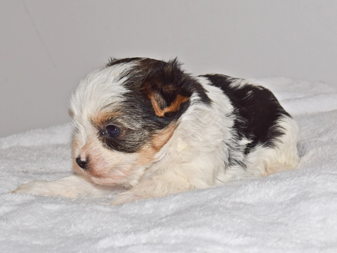 Perros Biewer Yorkie en venta