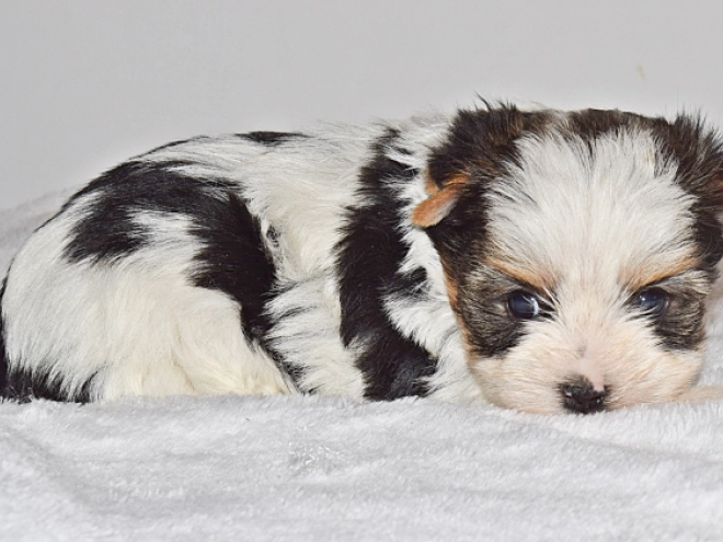 Perros Biewer Yorkie en venta
