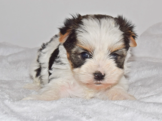 Perros Biewer Yorkie en venta