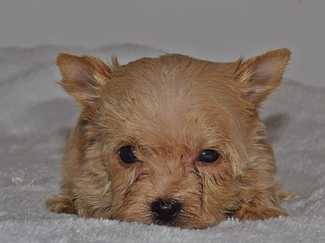 Biewer Terrier Welpe zu verkaufen