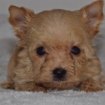 Perros Biewer Yorkie en venta