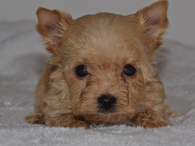 Biewer Terrier Welpe zu verkaufen
