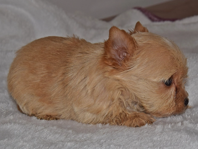 Biewer Terrier Welpe zu verkaufen