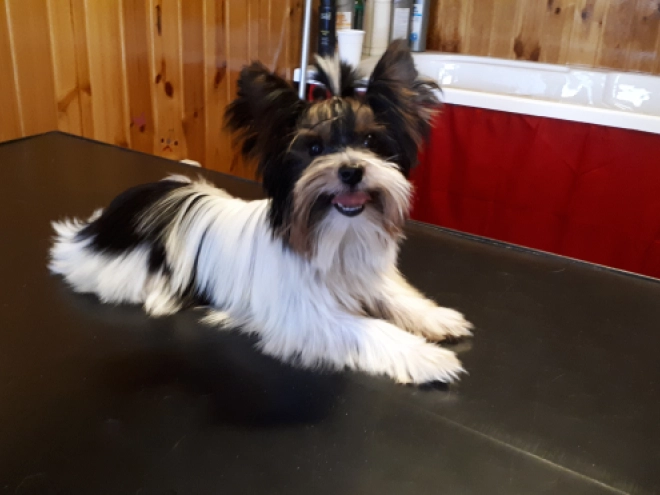 Biewer Yorkie puppy for sale