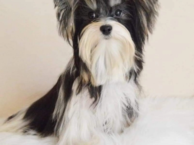 Biewer Yorkie puppy for sale