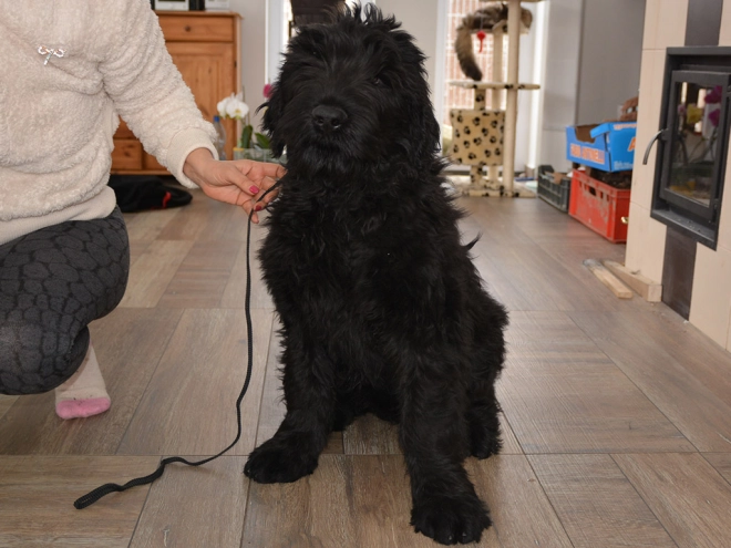 Perros Ruso Negro Terrier en venta