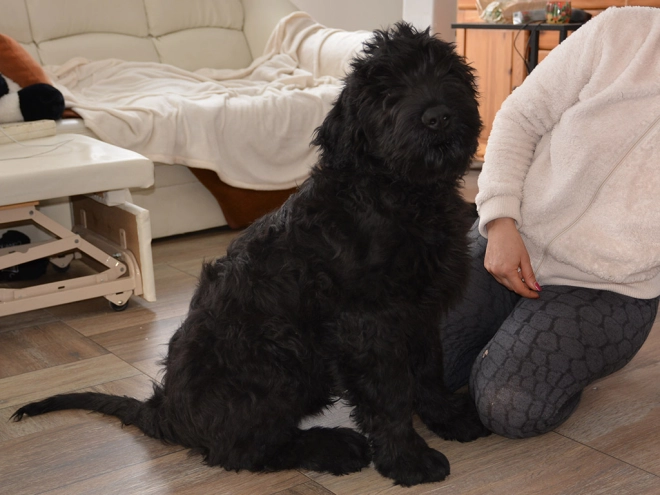 Perros Ruso Negro Terrier en venta