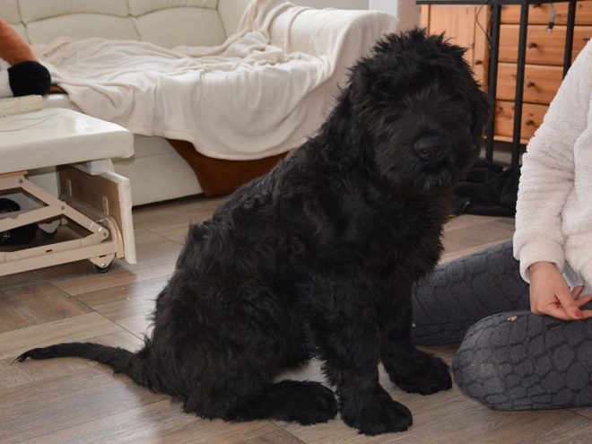 Perros Ruso Negro Terrier en venta