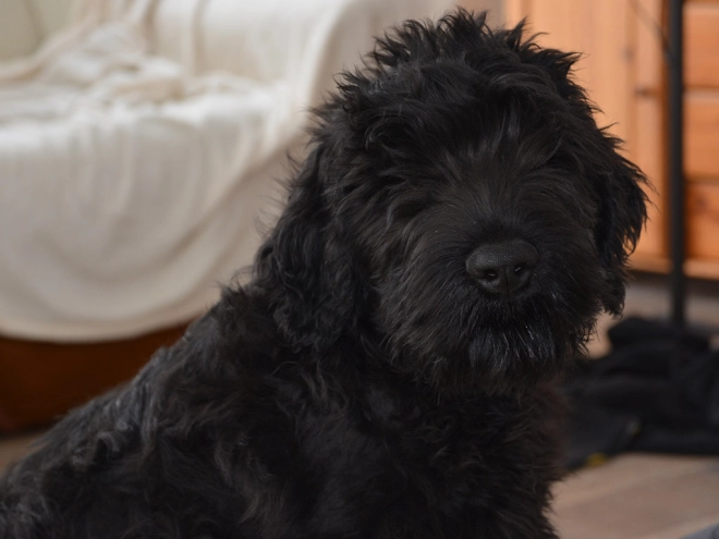Perros Ruso Negro Terrier en venta