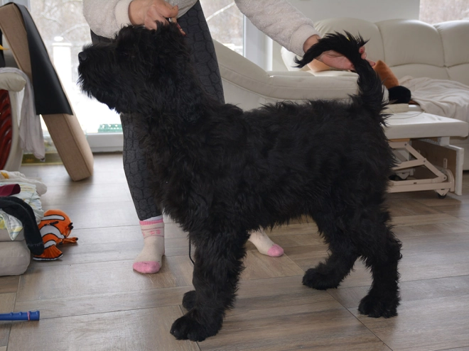 Perros Ruso Negro Terrier en venta