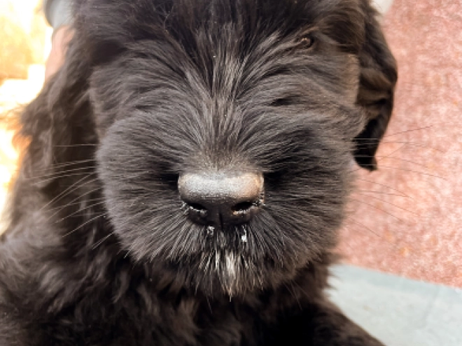 Schwarzer Russischer Terrier Welpe zu verkaufen
