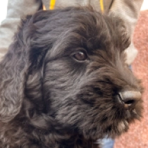 Schwarzer Russischer Terrier Welpe zu verkaufen