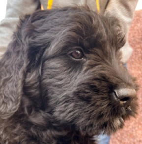 Black Russian Terrier puppy for sale