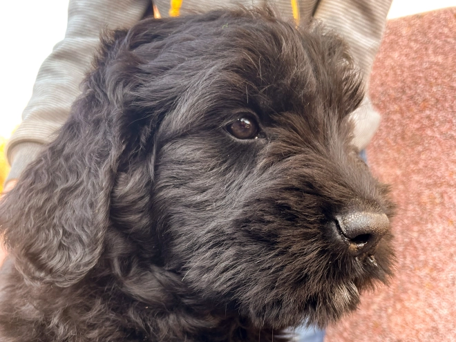 Schwarzer Russischer Terrier Welpe zu verkaufen