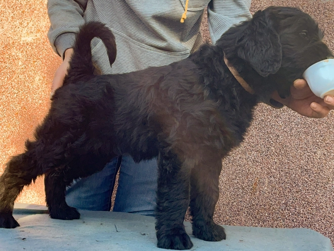 Schwarzer Russischer Terrier Welpe zu verkaufen