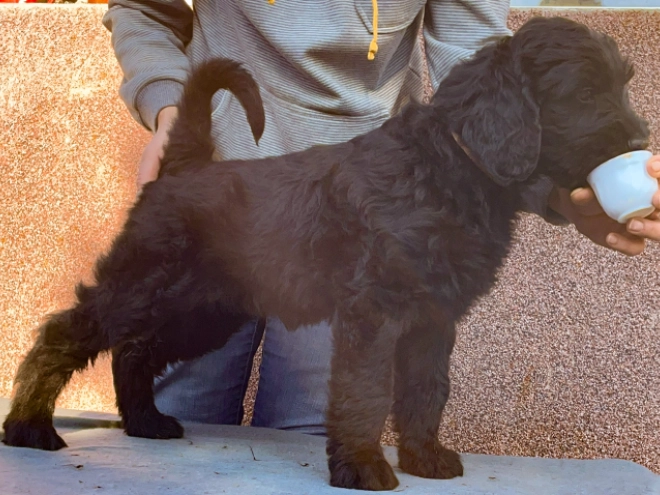 Schwarzer Russischer Terrier Welpe zu verkaufen