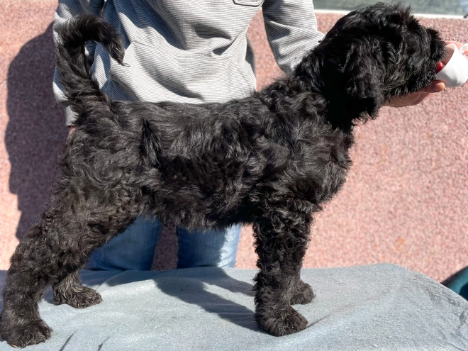 Black Russian Terrier puppy for sale