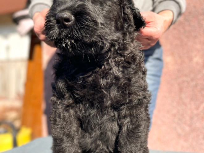 Black Russian Terrier puppy for sale