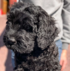 Black Russian Terrier puppy for sale