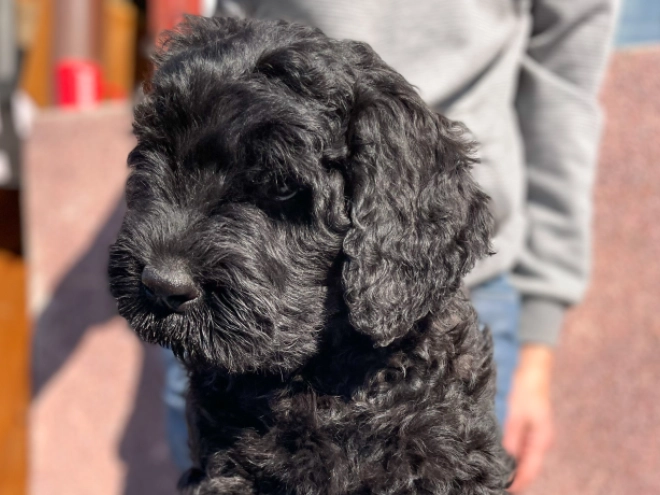 Black Russian Terrier puppy for sale