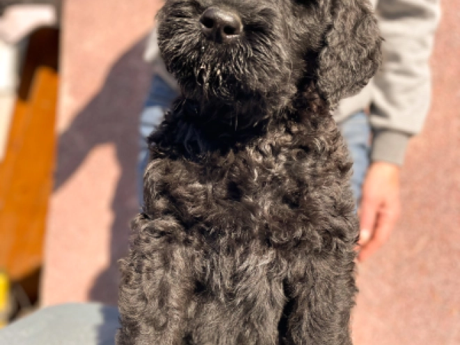 Black Russian Terrier puppy for sale