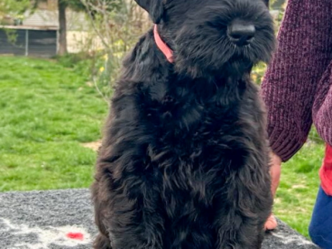 Black Russian Terrier puppy for sale