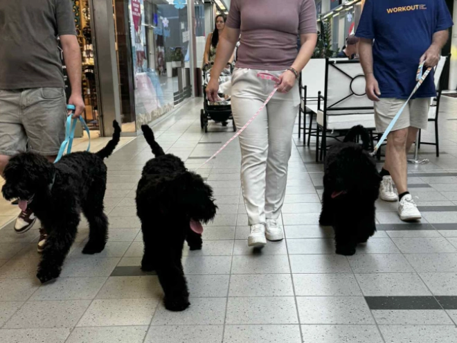 Schwarzer Russischer Terrier Welpe kaufen