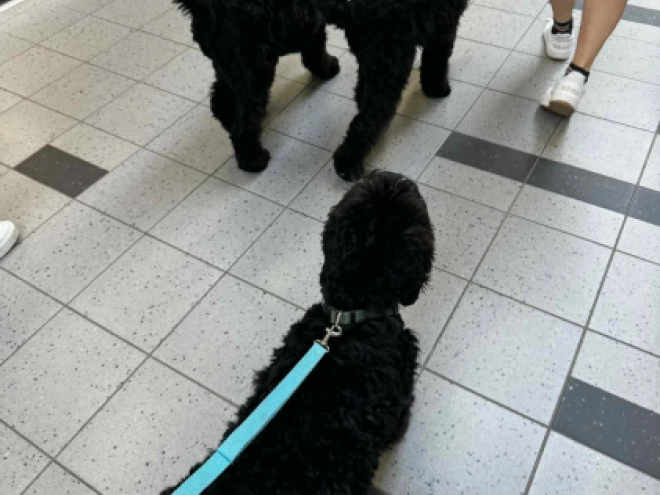 Schwarzer Russischer Terrier Welpe kaufen
