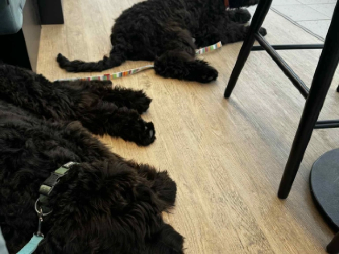 Schwarzer Russischer Terrier Welpe kaufen