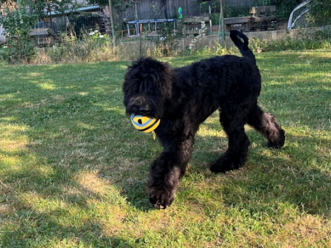 Schwarzer Russischer Terrier Welpe kaufen