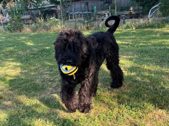 Schwarzer Russischer Terrier Welpe kaufen