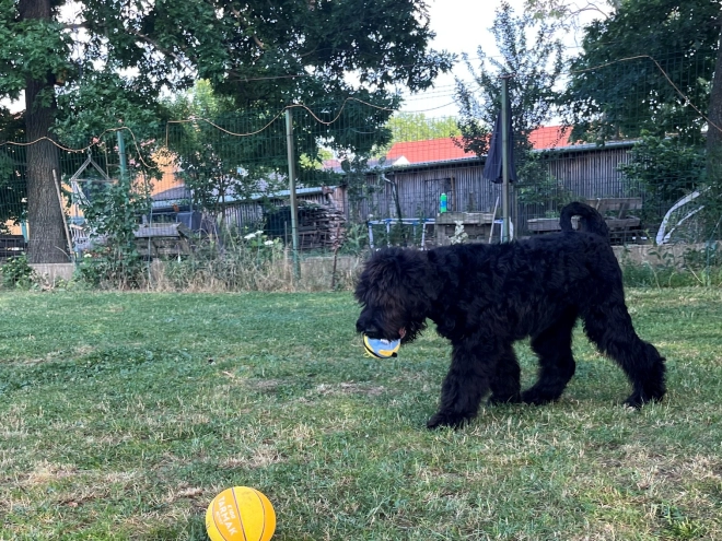 Schwarzer Russischer Terrier Welpe kaufen
