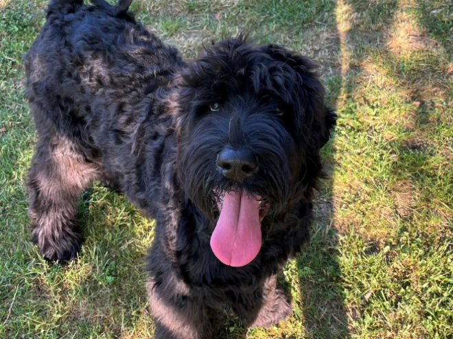Schwarzer Russischer Terrier Welpe kaufen