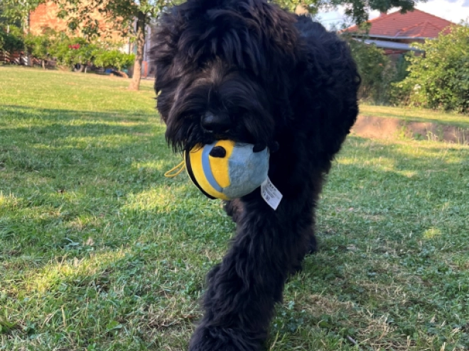 Schwarzer Russischer Terrier Welpe kaufen