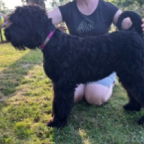 Seville, black Schwarzer Russischer Terrier Welpen kaufen