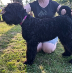 Perros Ruso Negro Terrier en venta