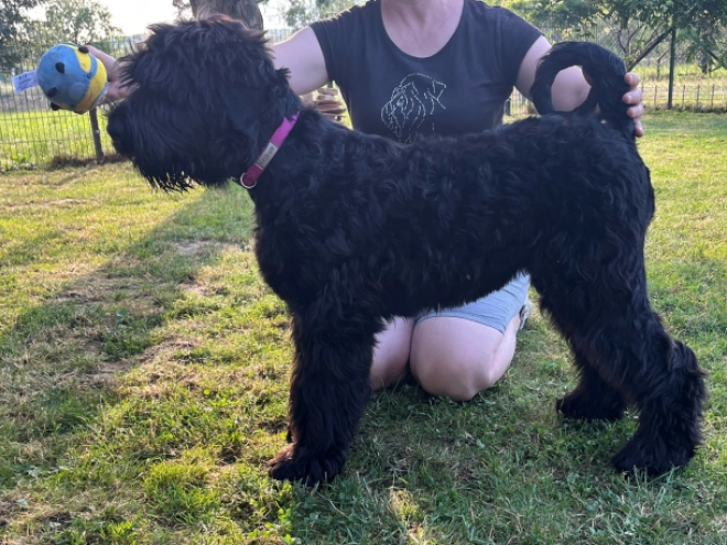 Schwarzer Russischer Terrier Welpe kaufen