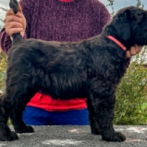 Black Russian Terrier puppy for sale