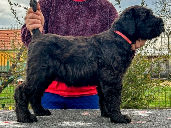 Black Russian Terrier puppy for sale