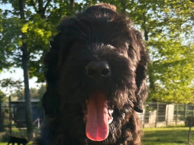 Perros Ruso Negro Terrier en venta