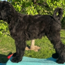 Seville, black Schwarzer Russischer Terrier Welpen kaufen