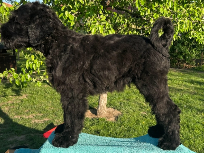 Perros Ruso Negro Terrier en venta