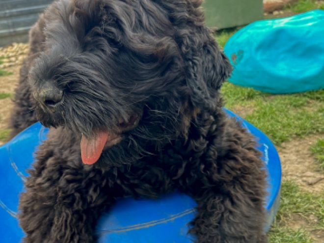 Perros Ruso Negro Terrier en venta